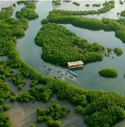 ballade dans la mangrove